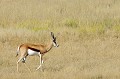  Mammifère, Guépard, Springbok, Chasse, Apprentissage, Parc Transfrontalier de Kgalagadi, Désert du Kalahari, Afrique du Sud 