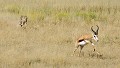  Mammifère, Guépard, Springbok, Chasse, Apprentissage, Parc Transfrontalier de Kgalagadi, Désert du Kalahari, Afrique du Sud 