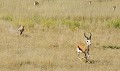  Mammifère, Guépard, Springbok, Chasse, Apprentissage, Parc Transfrontalier de Kgalagadi, Désert du Kalahari, Afrique du Sud 