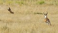  Mammifère, Guépard, Springbok, Chasse, Apprentissage, Parc Transfrontalier de Kgalagadi, Désert du Kalahari, Afrique du Sud 