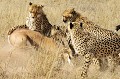  Mammifère, Guépard, Springbok, Chasse, Apprentissage, Parc Transfrontalier de Kgalagadi, Désert du Kalahari, Afrique du Sud 