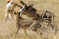  Mammifère, Guépard, Springbok, Chasse, Apprentissage, Parc Transfrontalier de Kgalagadi, Désert du Kalahari, Afrique du Sud 
