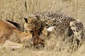  Mammifère, Guépard, Springbok, Chasse, Apprentissage, Parc Transfrontalier de Kgalagadi, Désert du Kalahari, Afrique du Sud 