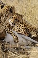  Mammifère, Guépard, Springbok, Chasse, Apprentissage, Parc Transfrontalier de Kgalagadi, Désert du Kalahari, Afrique du Sud 