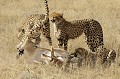  Mammifère, Guépard, Springbok, Chasse, Apprentissage, Parc Transfrontalier de Kgalagadi, Désert du Kalahari, Afrique du Sud 
