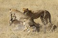  Mammifère, Guépard, Springbok, Chasse, Apprentissage, Parc Transfrontalier de Kgalagadi, Désert du Kalahari, Afrique du Sud 