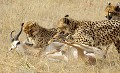  Mammifère, Guépard, Springbok, Chasse, Apprentissage, Parc Transfrontalier de Kgalagadi, Désert du Kalahari, Afrique du Sud 