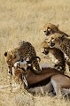 Mammifère, Guépard, Springbok, Chasse, Apprentissage, Parc Transfrontalier de Kgalagadi, Désert du Kalahari, Afrique du Sud 