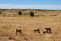 Mammifère, Guépard, Springbok, Chasse, Apprentissage, Parc Transfrontalier de Kgalagadi, Désert du Kalahari, Afrique du Sud 