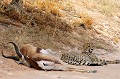  Mammifère, Guépard, Springbok, Chasse, Apprentissage, Parc Transfrontalier de Kgalagadi, Désert du Kalahari, Afrique du Sud 