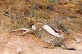  Mammifère, Guépard, Springbok, Chasse, Apprentissage, Parc Transfrontalier de Kgalagadi, Désert du Kalahari, Afrique du Sud 