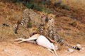  Mammifère, Guépard, Springbok, Chasse, Apprentissage, Parc Transfrontalier de Kgalagadi, Désert du Kalahari, Afrique du Sud 