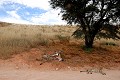  Mammifère, Guépard, Springbok, Chasse, Apprentissage, Parc Transfrontalier de Kgalagadi, Désert du Kalahari, Afrique du Sud 