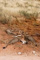  Mammifère, Guépard, Springbok, Chasse, Apprentissage, Parc Transfrontalier de Kgalagadi, Désert du Kalahari, Afrique du Sud 