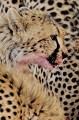  Mammifère, Guépard, Springbok, Chasse, Apprentissage, Parc Transfrontalier de Kgalagadi, Désert du Kalahari, Afrique du Sud 