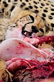  Mammifère, Guépard, Springbok, Chasse, Apprentissage, Parc Transfrontalier de Kgalagadi, Désert du Kalahari, Afrique du Sud 