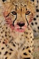  Mammifère, Guépard, Springbok, Chasse, Apprentissage, Parc Transfrontalier de Kgalagadi, Désert du Kalahari, Afrique du Sud 