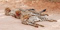  Mammifère, Guépard, Springbok, Chasse, Apprentissage, Parc Transfrontalier de Kgalagadi, Désert du Kalahari, Afrique du Sud 