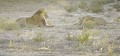 Accouplement de lions au lever du soleil dans le désert du Kalahari. Mammifère; Lion; Félin; Accouplement; lever du soleil; Désert du Kalahari; Parc Transfrontalier de Kgalagadi; Afrique du Sud 