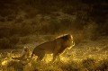 Accouplement de lions au lever du soleil dans le désert du Kalahari. Mammifère; Lion; Félin; Accouplement; lever du soleil; Désert du Kalahari; Parc Transfrontalier de Kgalagadi; Afrique du Sud 