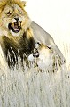 Accouplement de lions dans le désert du Kalahari. Mammifère; Lion; Félin; Accouplement; Désert du Kalahari; Parc Transfrontalier de Kgalagadi; Afrique du Sud 