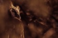 Oiseau; Oiseau de proie; Rapace nocturne; Hibou; Grand-duc de Verreaux; Bubo lacteus; Portrait; Désert du Kalahari; Parc Transfrontalier de Kgalagadi; Afrique du Sud; Animaux d'Afrique 
