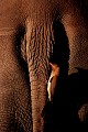 Exposée au sein du Concours international de la photo animalière du 14ème Festival de Montier en der en 2010 Oiseau 
 Piquebœuf à bec rouge 
 Buphagus erythrorhynchus 
 Mammifère 
 Rhinocéros blanc 
 Ceratotherium simum 
 Queue de rhinocéros blanc 
 Parc national Kruger 
 Afrique du Sud 
 Animaux d'Afrique 