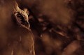 4ème place dans la catégorie « Oiseaux de Proie » du Concours Photo International du Festival de l’Oiseau et de la nature 2016 Oiseau 
 Oiseau de proie 
 Rapace nocturne 
 Hibou 
 Grand-duc de Verreaux 
 Bubo lacteus 
 Portrait 
 Désert du Kalahari 
 Parc Transfrontalier de Kgalagadi 
 Afrique du Sud 
 Animaux d'Afrique 