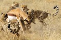  Mammifère 
 Guépard 
 Springbok 
 Chasse 
 Apprentissage 
 Parc Transfrontalier de Kgalagadi 
 Désert du Kalahari 
 Afrique du Sud 