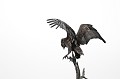 Bateleur des savanes dans le Parc national Kruger. Animal 
 Oiseau 
 Bateleur des savanes 
 Terathopius ecaudatus 
 Rapace 
 Parc national Kruger 
 Afrique du Sud 
 Animaux d'Afrique 
 Faune d'Afrique 
 Afrique 