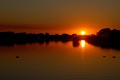 Hippopotames dans la Rivière Lower Sabie au coucher du soleil dans le Parc national Kruger. Paysage 
 Rivière 
 Lower Sabie 
 Coucher du soleil 
 Parc national Kruger 
 Afrique du Sud 
 Hippopotame 
 Animal 
 Mammifère 
 Hippopotamus amphibius 
 Faune d'Afrique 
 Afrique 
 Animaux d'Afrique 