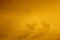 Petit groupe d'oryx au lever du soleil dans le désert du Kalahari. Animal 
 Mammifère 
 Oryx 
 Oryx gazella 
 Gemsbok 
 Bovidé 
 Troupeau 
 Lever du soleil 
 Contre jour 
 Silhouette 
 Désert du Kalahari 
 Parc Transfrontalier de Kgalagadi 
 Afrique du Sud 
 Animaux d'Afrique 
 Faune d'Afrique 
 Afrique 