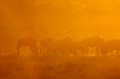 Un troupeau de gnous broute sur la crète au lever du soleil dans le désert du Kalahari. Animal 
 Mammifère 
 Gnou bleu 
 Connochaetes taurinus 
 Gnou à queue noire 
 Bovidé 
 Troupeau 
 Brouter 
 Lever du soleil 
 Contre jour 
 Désert du Kalahari 
 Parc Transfrontalier de Kgalagadi 
 Afrique du Sud 
 Animaux d'Afrique 
 Faune d'Afrique 
 Afrique 