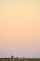 Oryx sur la crète au crépuscule dans le désert du Kalahari. Animal 
 Mammifère 
 Oryx 
 Gemsbok 
 Oryx gazella 
 Bovidé 
 Crépuscule 
 Coucher du soleil 
 Désert du Kalahari 
 Parc Transfrontalier de Kgalagadi 
 Afrique du Sud 
 Animaux d'Afrique 
 Faune d'Afrique 
 Afrique 