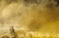 Un petit groupe d'oryx dans la brume matinale dans le désert du Kalahari. Animal 
 Mammifère 
 Oryx 
 Oryx gazella 
 Bovidé 
 Lever du soleil 
 Brume 
 Désert du Kalahari 
 Parc Transfrontalier de Kgalagadi 
 Afrique du Sud 
 Animaux d'Afrique 
 Faune d'Afrique 
 Afrique 