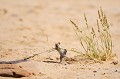 Ce petit rongeur attrape une herbe pour la couper. Animal 
 Mammifère 
 Rongeur 
 Rhabdomys pumilio 
 Désert du Kalahari 
 Parc Transfrontalier de Kgalagadi 
 Afrique du Sud 
 Animaux d'Afrique 
 Faune d'Afrique 
 Afrique 