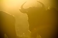 Gnou bleu au lever du soleil. Animal 
 Mammifère 
 Gnou bleu 
 Gnou à queue noire 
 Connochaetes taurinus 
 Bovidé 
 Troupeau 
 Lever du soleil 
 Contre jour 
 Silhouette 
 Désert du Kalahari 
 Parc Transfrontalier de Kgalagadi 
 Afrique du Sud 
 Animaux d'Afrique 
 Faune d'Afrique 
 Afrique 