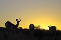 Petit groupe de springboks broute dans les dunes du Kalahari au coucher du soleil. Animal 
 Mammifère 
 Springbok 
 Antidorcas marsupialis 
 Brouter 
 Coucher du soleil 
 Désert du Kalahari 
 Parc Transfrontalier de Kgalagadi 
 Afrique du Sud 
 Animaux d'Afrique 
 Faune d'Afrique 
 Afrique 
 Silhouette 
 Gazelle à poche dorsale 