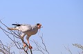 L'autour chanteur s'est posé sur une branche d'arbre pour manger sa proie, une souris. Animal 
 Oiseau 
 Autour chanteur 
 Goshawk 
 Melierax canorus 
 Rapace 
 Proie 
 Prédateur 
 Mammifère 
 Rongeur 
 Désert du Kalahari 
 Parc Transfrontalier de Kgalagadi 
 Afrique du Sud 
 Animaux d'Afrique 
 Faune d'Afrique 
 Afrique 