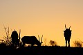 Petit groupe d'oryx sur la dune au crépuscule dans le désert du Kalahari. Animal 
 Mammifère 
 Oryx 
 Oryx gazella 
 Gemsbok 
 Bovidé 
 Troupeau 
 Silhouette 
 Coucher du soleil 
 Crépuscule 
 Désert du Kalahari 
 Parc Transfrontalier de Kgalagadi 
 Afrique du Sud 
 Animaux d'Afrique 
 Faune d'Afrique 
 Afrique 