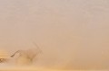 Oryx dans une tornade de sable dans le désert du Kalahari. Animal 
 Mammifère 
 Oryx 
 Gemsbok 
 Oryx gazella 
 Bovidé 
 Tornade de sable 
 Désert du Kalahari 
 Parc Transfrontalier de Kgalagadi 
 Afrique du Sud 
 Animaux d'Afrique 
 Faune d'Afrique 
 Afrique 
