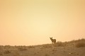 Chacal à chabraque sur la crète au petit matin dans le désert du Kalahari. Animal 
 Mammifère 
 Chacal à chabraque 
 Canis mesomelas 
 Carnivore 
 Prédateur 
 Charognard 
 Désert du Kalahari 
 Parc Transfrontalier de Kgalagadi 
 Afrique du Sud 
 Animaux d'Afrique 
 Faune d'Afrique 
 Afrique 
 Lever du soleil 