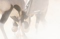 Combat d'oryx dans le désert du Kalahari. Animal 
 Mammifère 
 Oryx 
 Oryx gazella 
 Gemsbok 
 Bovidé 
 Combat 
 Désert du Kalahari 
 Parc Transfrontalier de Kgalagadi 
 Afrique du Sud 
 Animaux d'Afrique 
 Faune d'Afrique 
 Afrique 