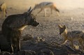 Hyène brune et chacals à chabraque autour d'un point d'eau asséché dans le désert du Kalahari. Afrique du Sud 
 Animaux d'Afrique 
 Désert du Kalahari 
 Mammifère 
 Parc Transfrontalier de Kgalagadi 
 Faune d'Afrique 
 Afrique 
 Animal 
 Chacal à chabraque 
 Canis mesomelas 
 Carnivore 
 Prédateur 
 Charognard 
 Hyène brune 
 Parahyaena brunnea 