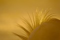 Détail d'un gnou bleu au coucher du soleil dans le Kalahari. Animal 
 Mammifère 
 Gnou bleu 
 Connochaetes taurinus 
 Bovidé 
 Détail 
 Désert du Kalahari 
 Parc Transfrontalier de Kgalagadi 
 Afrique du Sud 
 Animaux d'Afrique 
 Faune d'Afrique 
 Afrique 
 Coucher du soleil 