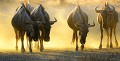 Petit troupeau de gnou bleu dans la lumière du soleil couchant dans le Kalahari. Animal 
 Mammifère 
 Gnou bleu 
 Connochaetes taurinus 
 Bovidé 
 Désert du Kalahari 
 Parc Transfrontalier de Kgalagadi 
 Afrique du Sud 
 Animaux d'Afrique 
 Faune d'Afrique 
 Afrique 
 Coucher du soleil 