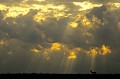 Springbok sur la dune au lever du soleil dans le Kalahari. Mammifère 
 Springbok 
 Antidorcas marsupialis 
 Gazelle à poche dorsale 
 Bovidé 
 Silhouette 
 Lever du soleil 
 Désert du Kalahari 
 Parc Transfrontalier de Kgalagadi 
 Afrique du Sud 
 Animaux d'Afrique 
 Faune d'Afrique 
 Afrique 