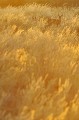 Un steenbok fait le tour de son territoire au lever du soleil. Animal 
 Mammifère 
 Raphicère Champêtre 
 Raphicerus campestris 
 Steenbok 
 Antilope 
 Bovidé 
 Lever du soleil 
 Désert du Kalahari 
 Parc Transfrontalier de Kgalagadi 
 Afrique du Sud 
 Animaux d'Afrique 
 Faune d'Afrique 
 Afrique 