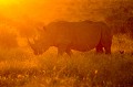 Rhinocéros blanc en fin d'après-midi. Animal 
 Mammifère 
 Rhinocéros blanc 
 Ceratotherium simum 
 Animaux d'Afrique 
 Faune d'Afrique 
 Parc national Kruger 
 Afrique 
 Afrique du Sud 