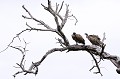 Deux vautours africains sur une branche au Parc national Kruger. Afrique du Sud 
 Animaux d'Afrique 
 Charognard 
 Gyps africanus 
 Oiseau 
 Parc national Kruger 
 Vautour africain 
 Whitebacked Vulture 
 Faune d'Afrique 
 Afrique 
 Carnivore 
 Animal 